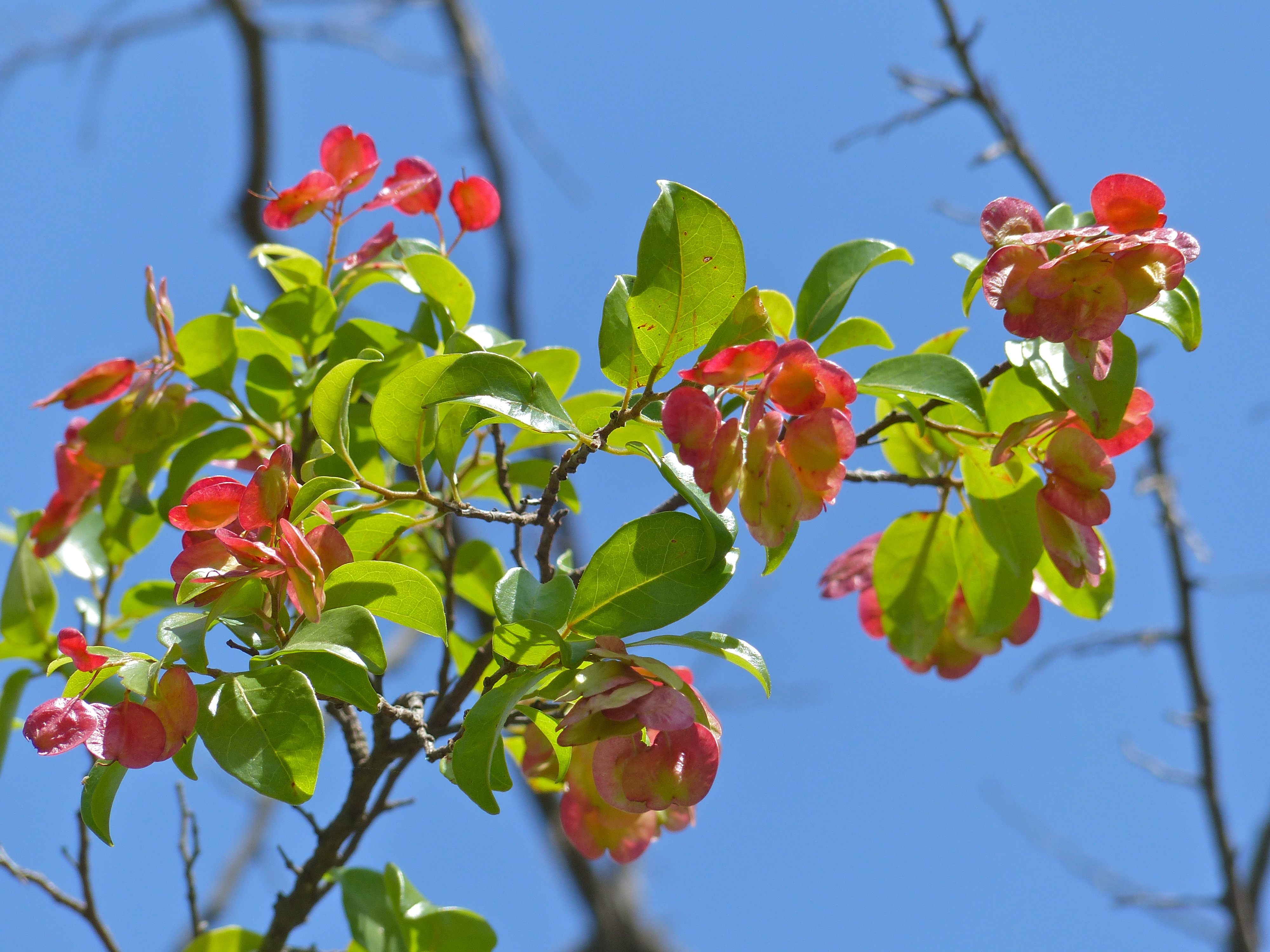 Hopseed Bush (Dodonaea viscosa) (11905240226).jpg