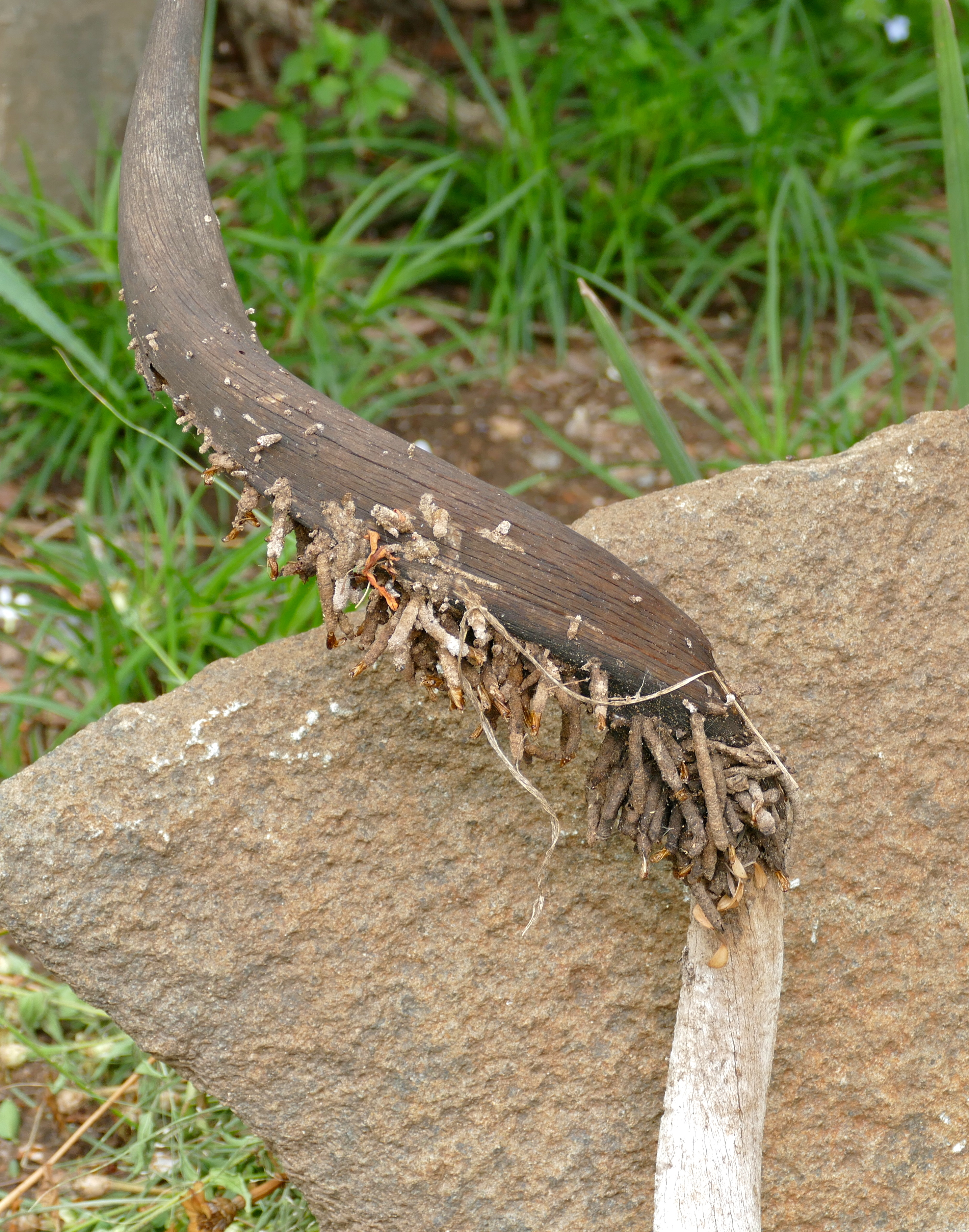 Horn Moths (Ceratophaga vastella) tunnels on old Kudu horns (17381422075).jpg