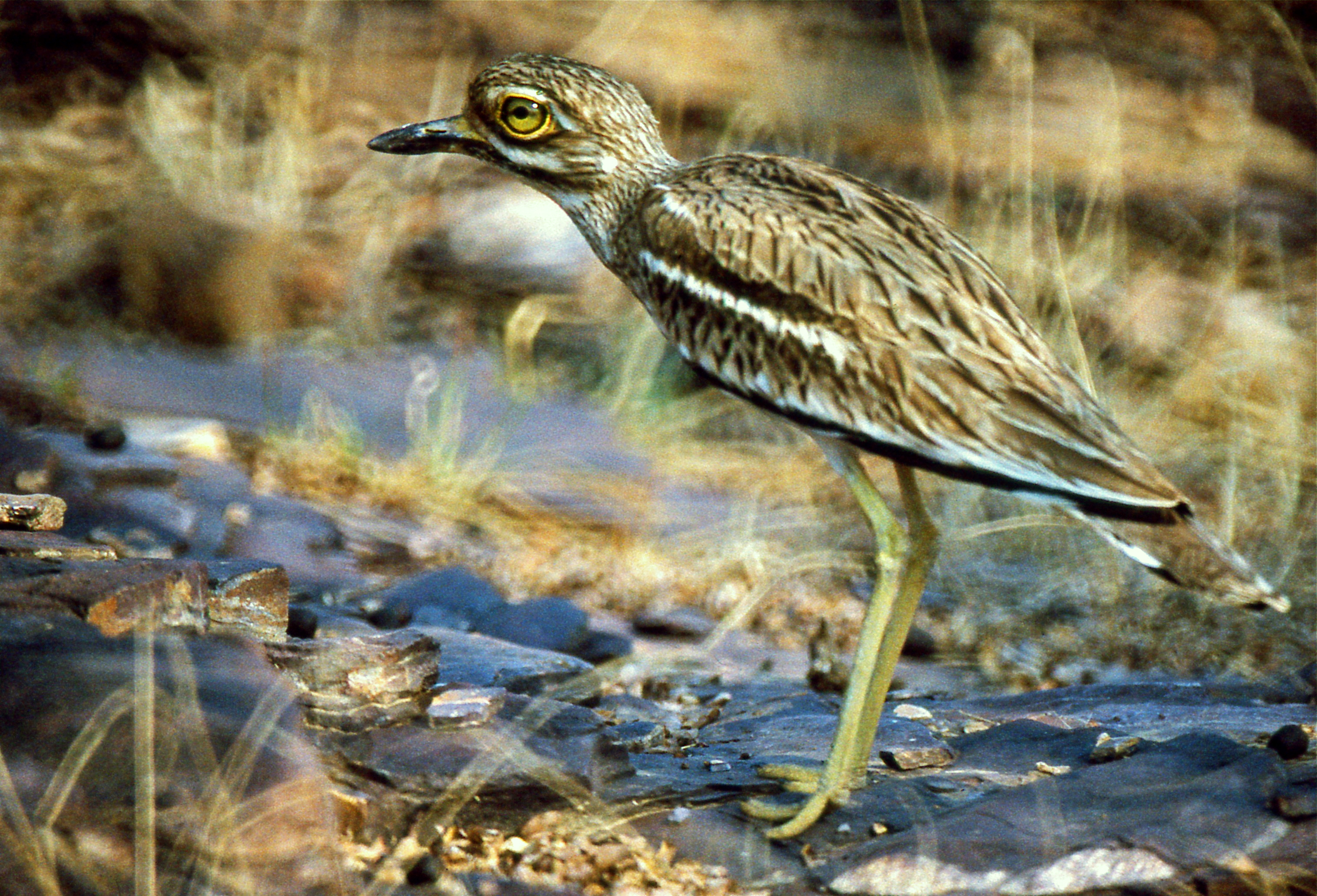 Indian Stone-curlew (Burhinus indicus) (19839706633).jpg