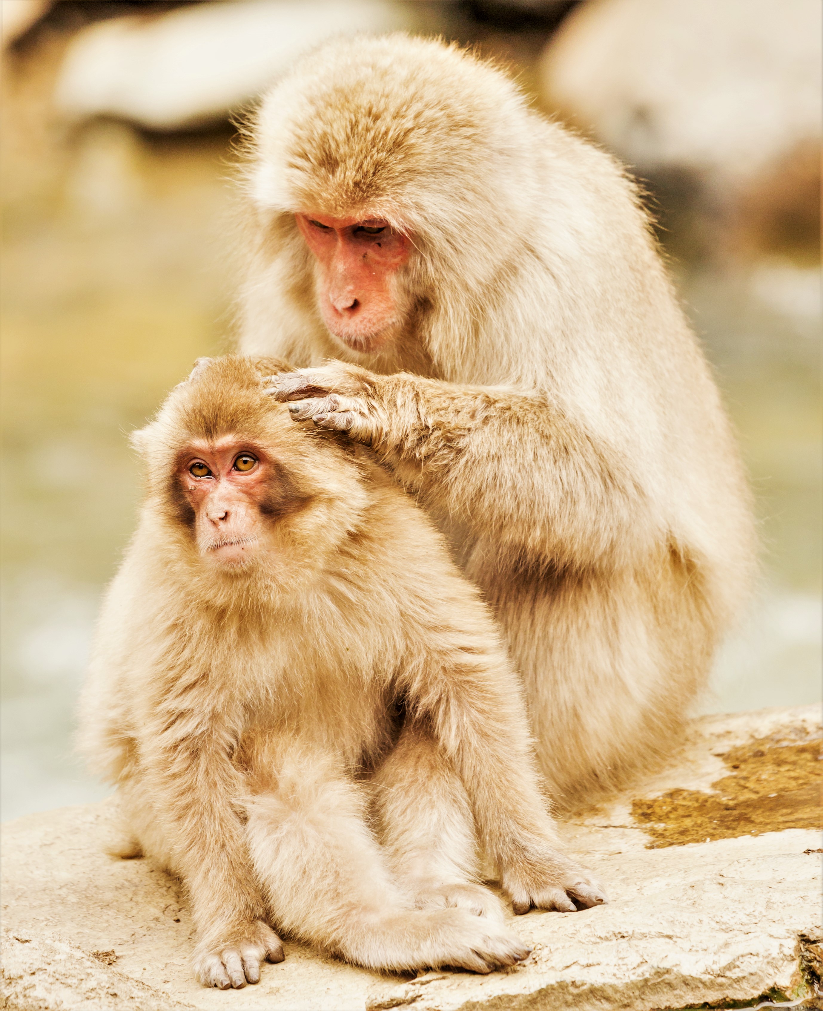 Japanese macaque - Wikipedia