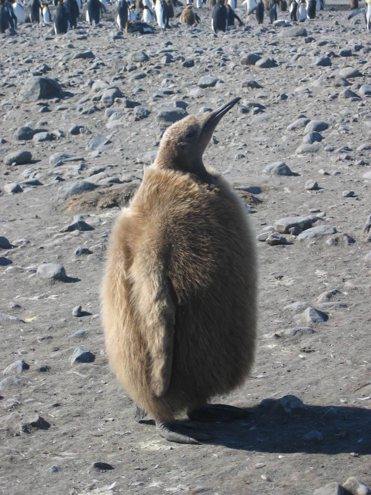 Juvenile Aptenodytes patagonicus.jpg