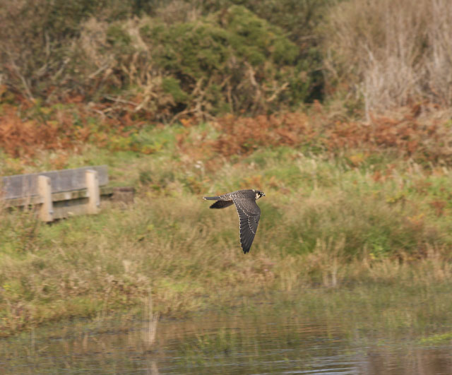 File:Juvenile Hobby (Falco subbuteo) - geograph.org.uk - 1054389.jpg