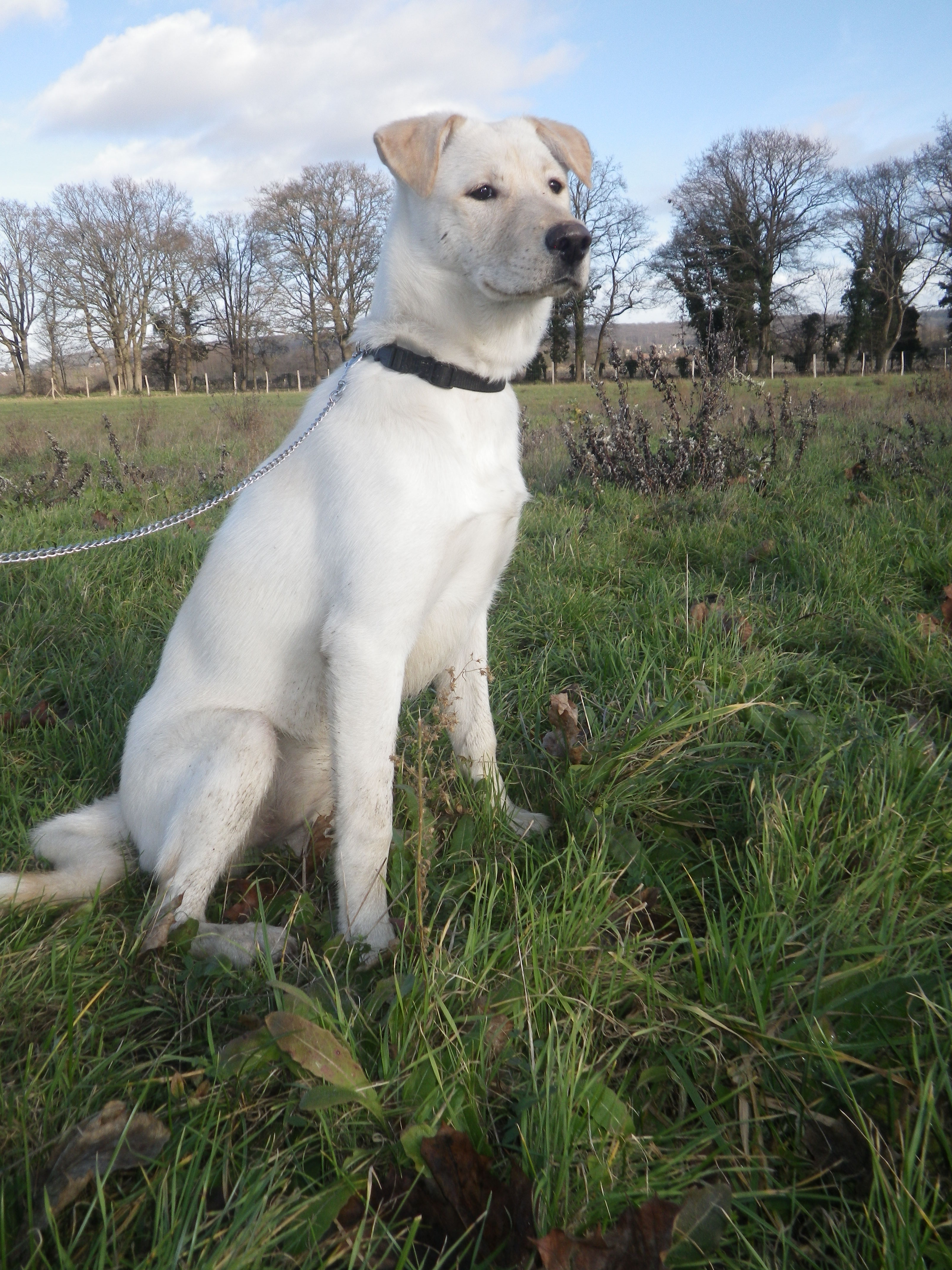 File Labrador crois husky.JPG Wikimedia Commons