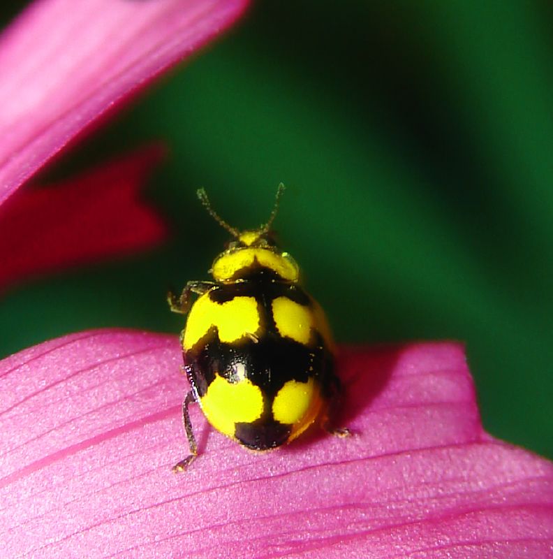 Ladybug special. Паук фиолетовый в желтую полоску. Почему у Божьей коровки яркая окраска. Louise bicolor Coccinelle. Ladybug Spiritual meaning number of spots.