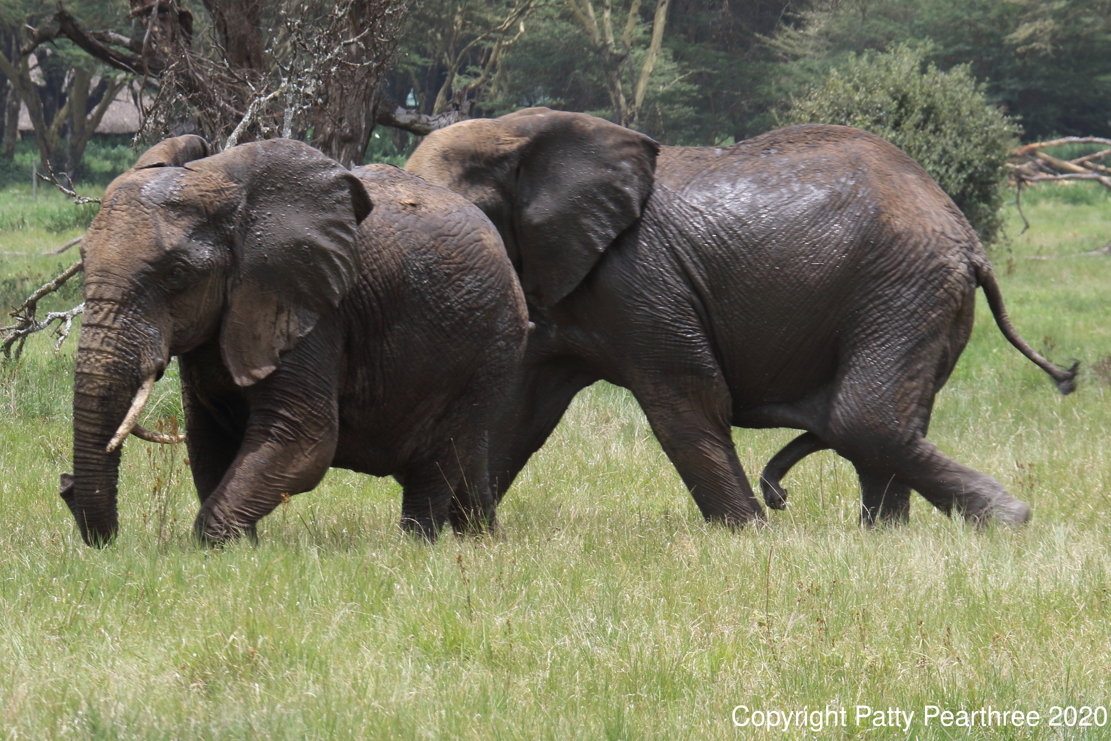 File Male Elephant Chasing Female 49685781228 Jpg Wikimedia Commons