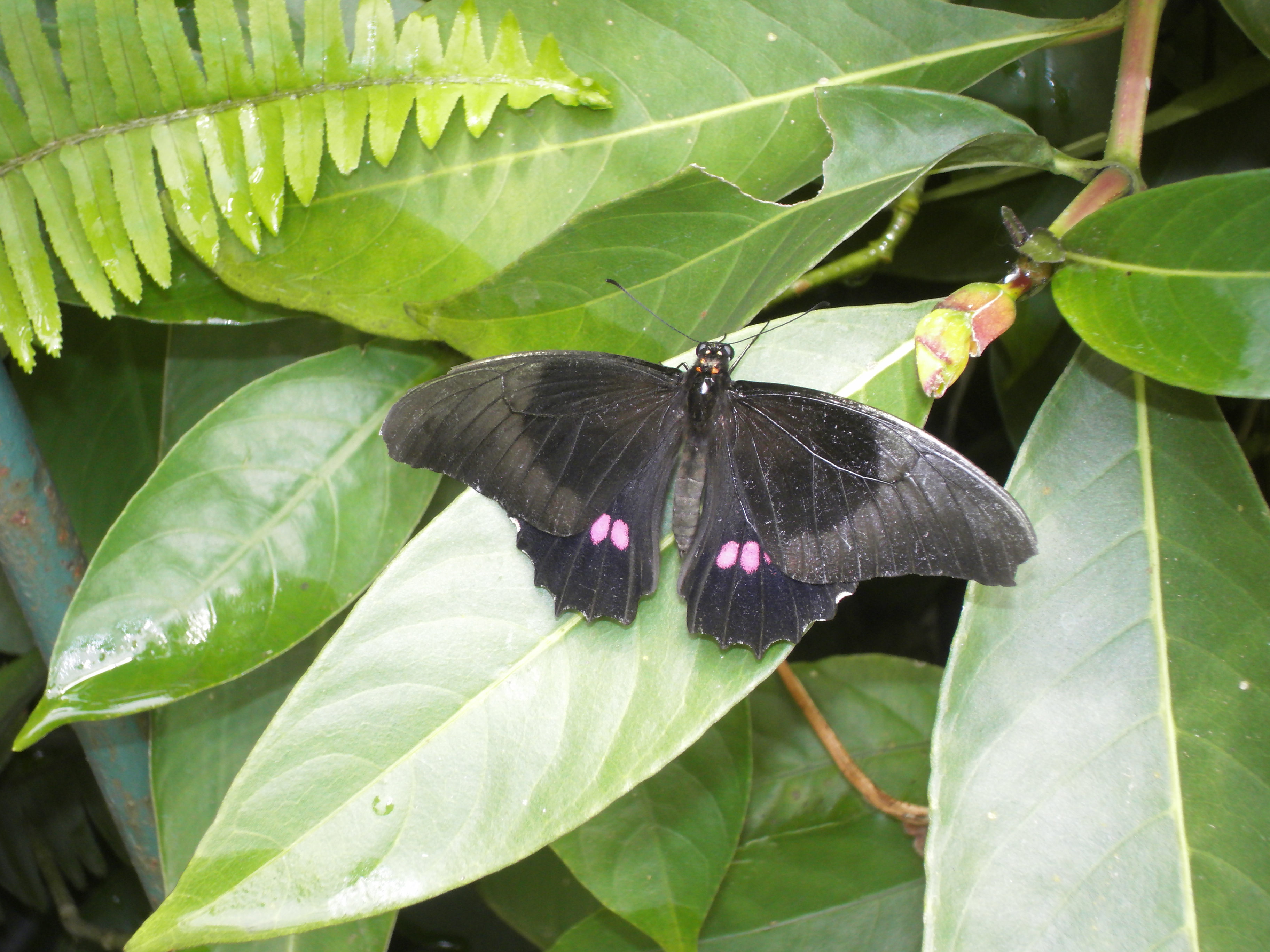 Mariposa marrón significado espiritual