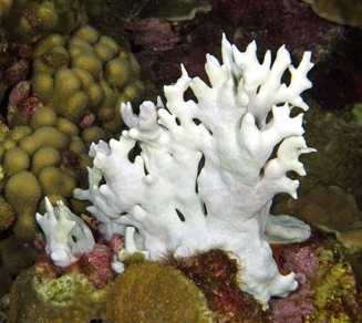 File:Millepora , blanqueo.jpg