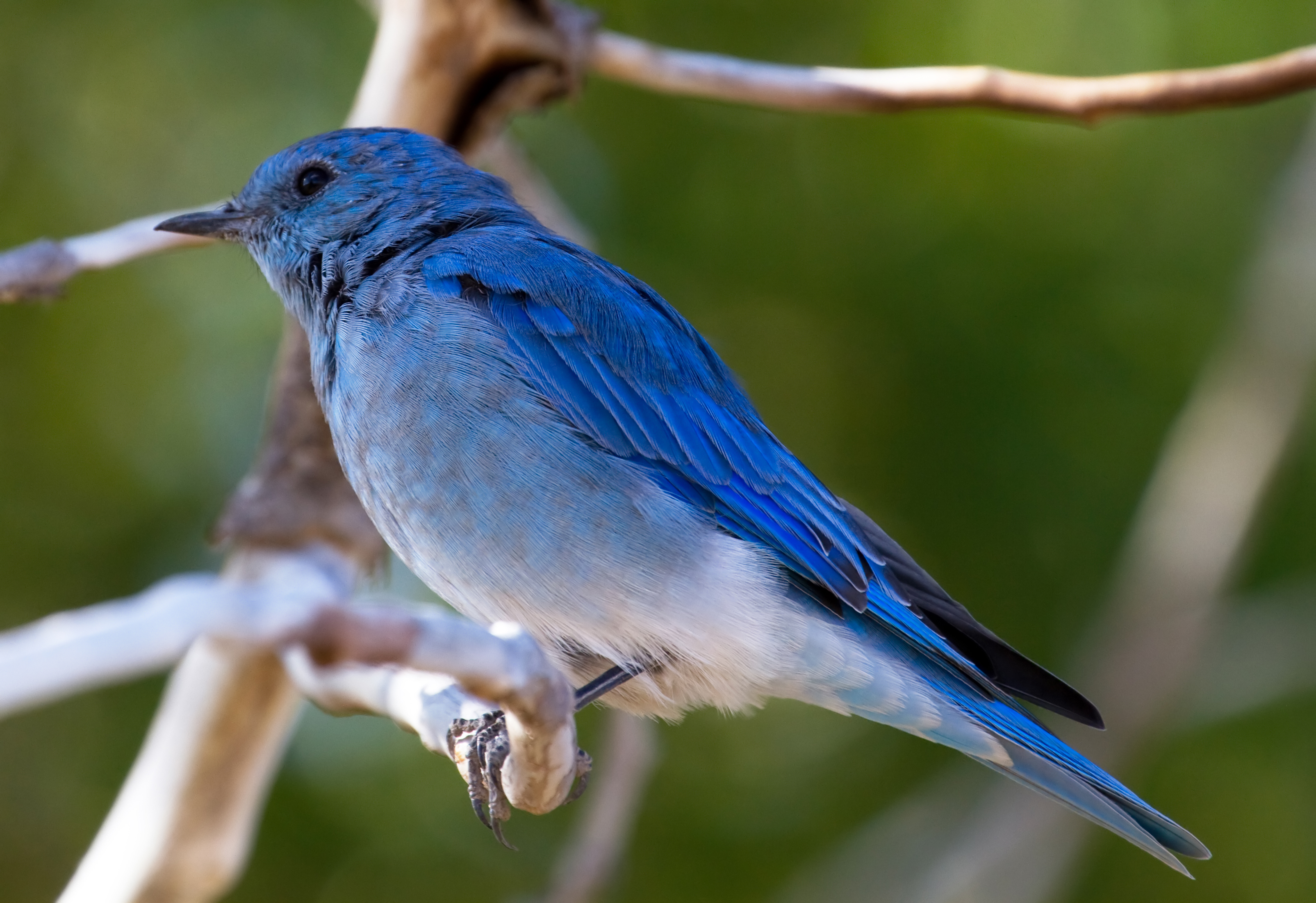 Blue Bird with Wild Hairdo - wide 4
