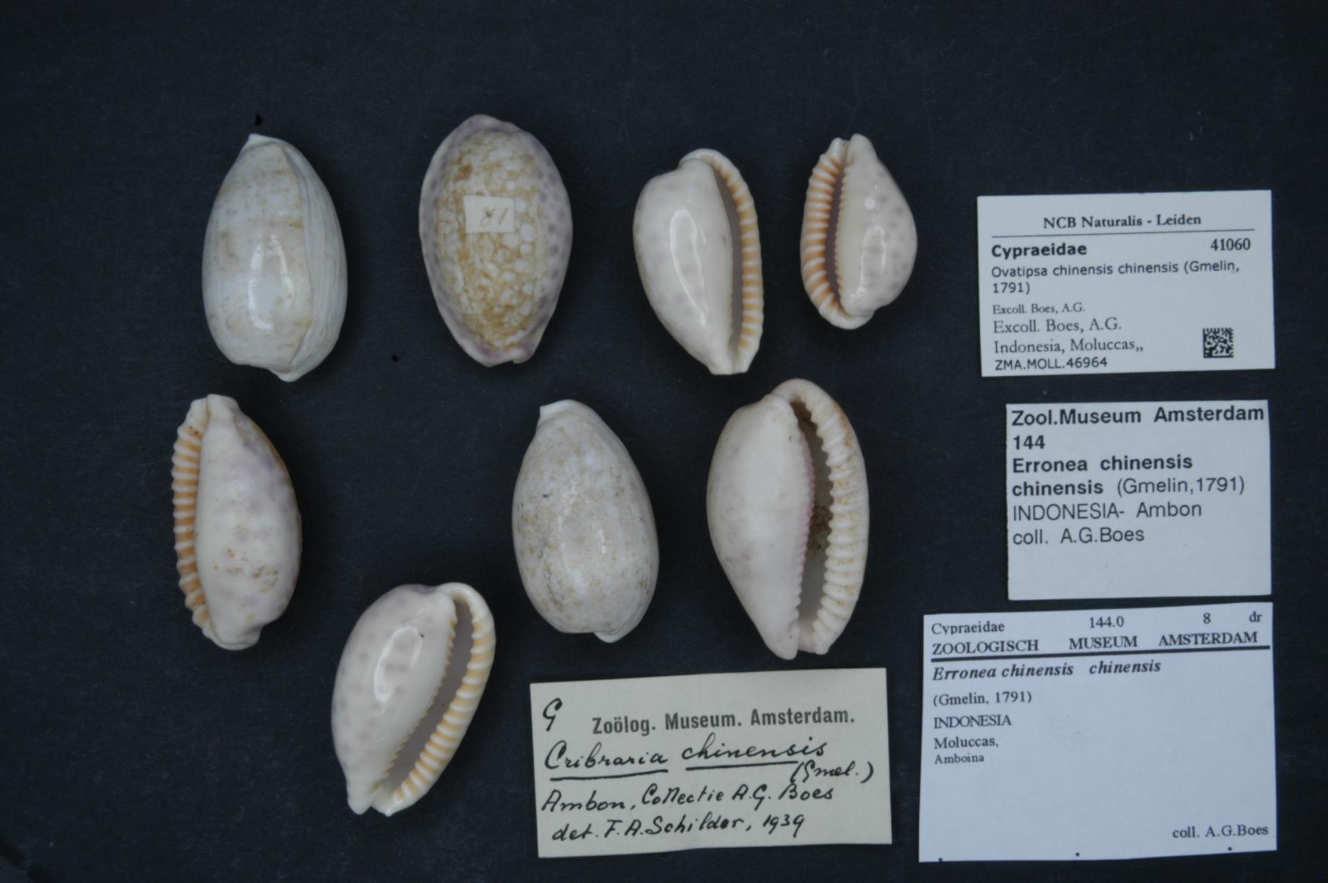 Naturalis_Biodiversity_Center_-_ZMA.MOLL.46964_-_Ovatipsa_chinensis_chinensis_%28Gmelin%2C_1791%29_-_Cypraeidae_-_Mollusc_shell.jpeg