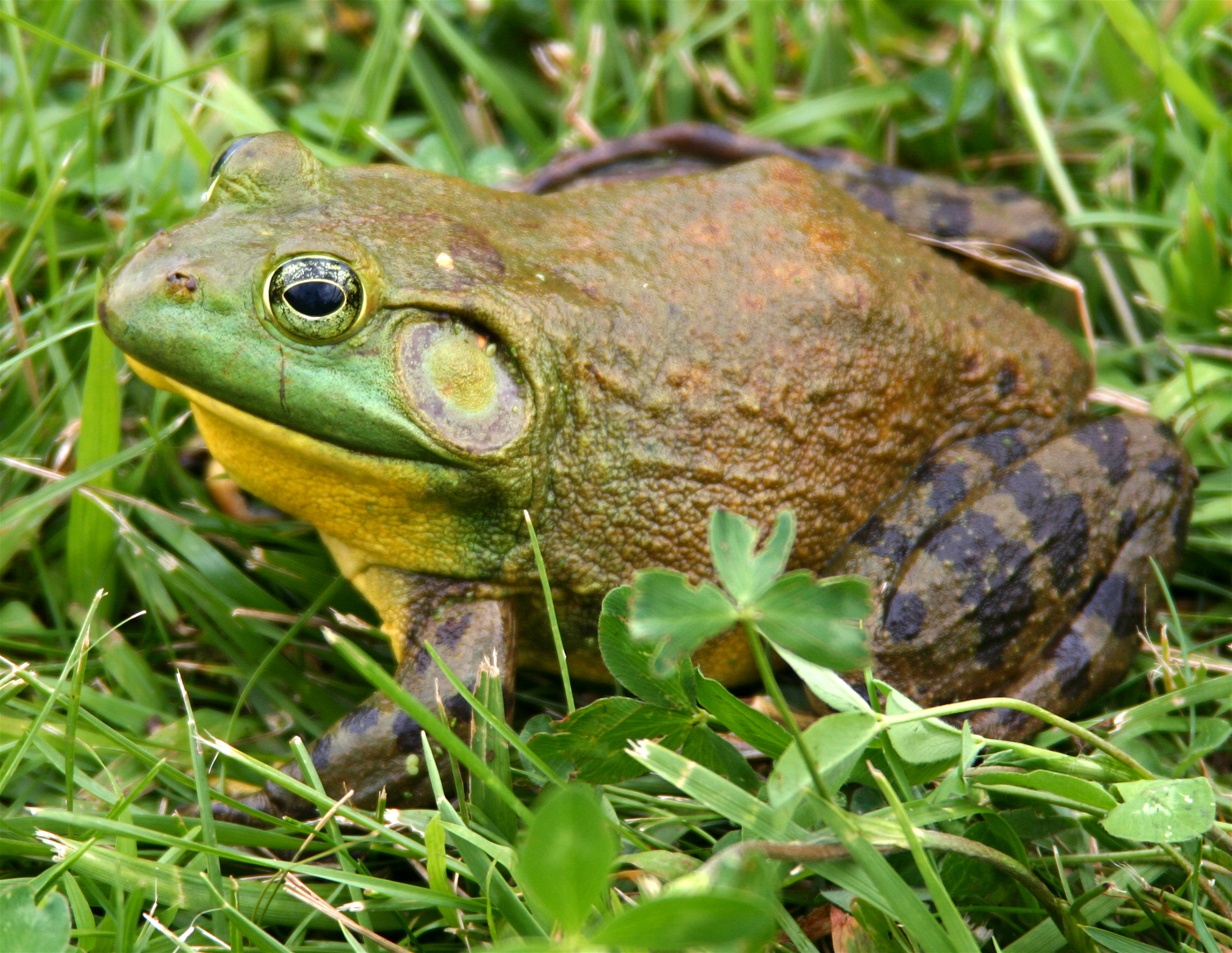 Mini (frog) - Wikipedia