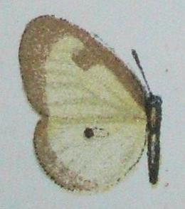 <i>Ornipholidotos kirbyi</i> Species of butterfly