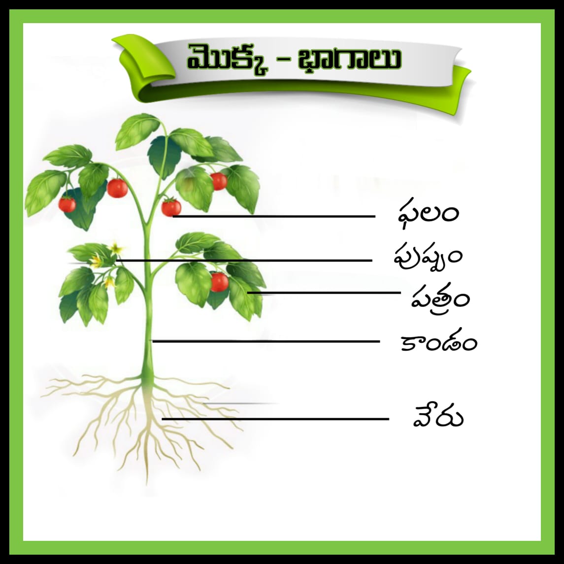 File:Parts of Plant.jpg - Wikimedia Commons