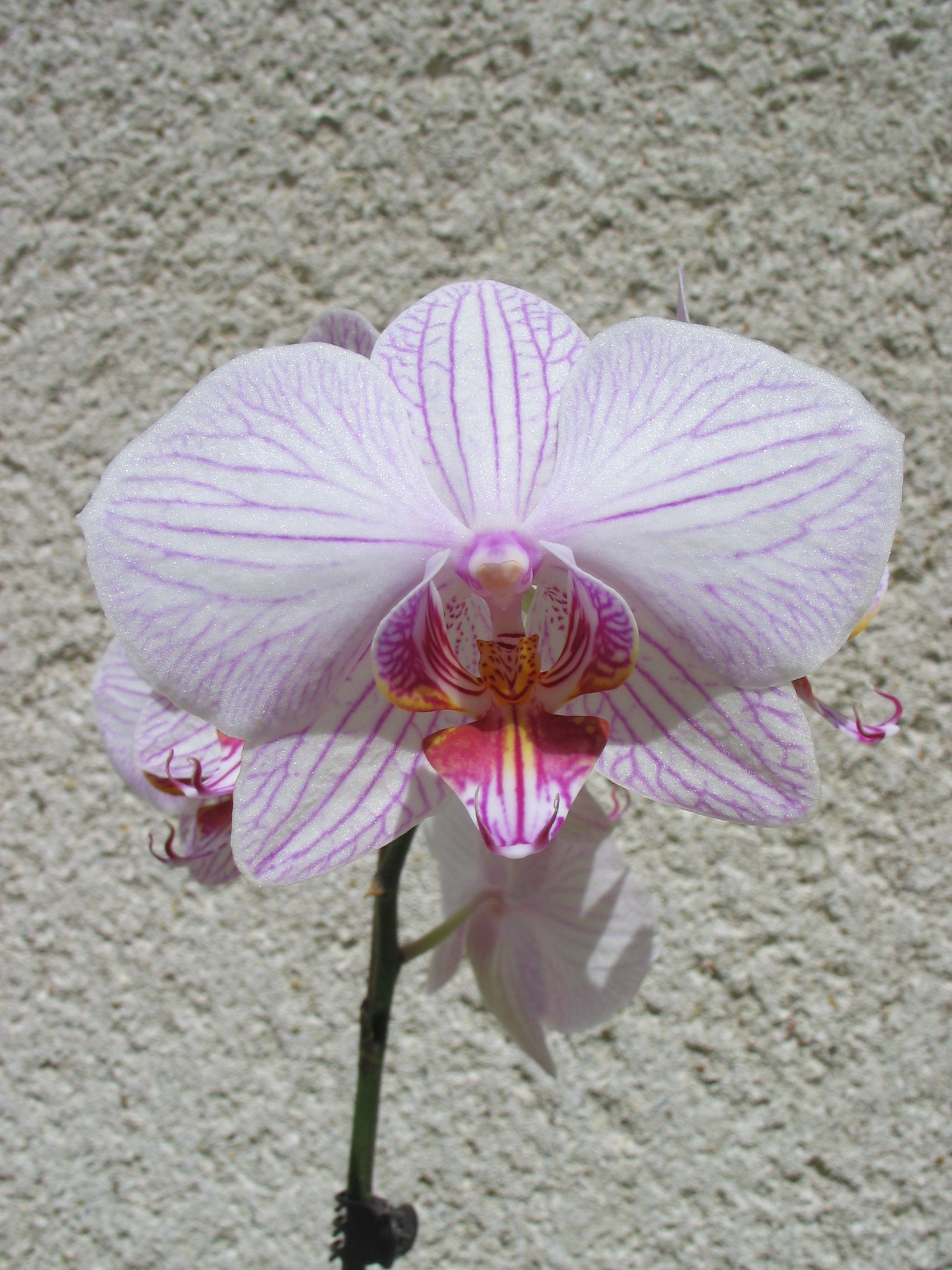 Orchidée Phalaenopsis ou Orchidée papillon : fleur, entretien, culture