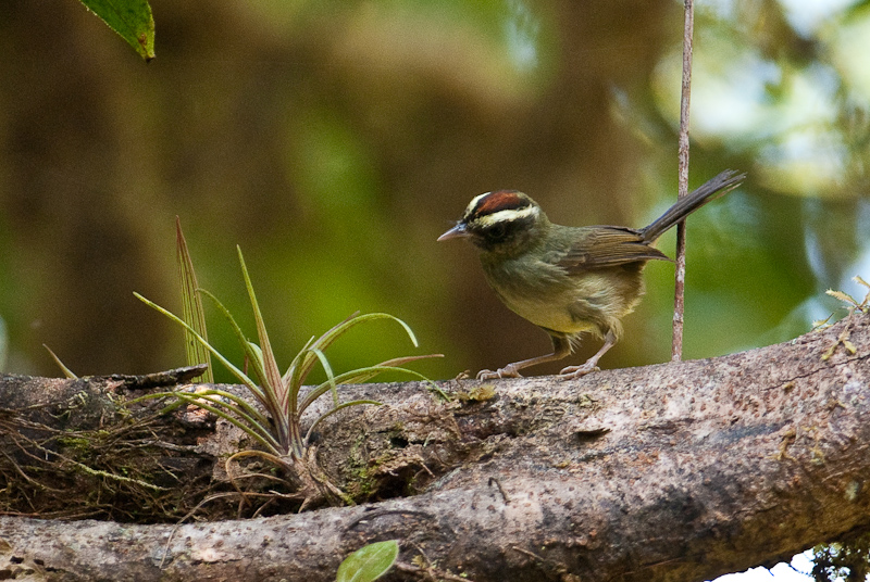 File:Pirre Warbler.jpg