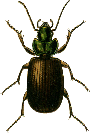 File:Platynus muelleri Jacobson.png