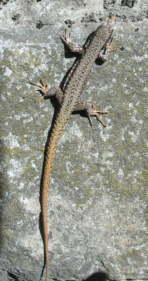 File:Podarcis muralis bgiu.jpg