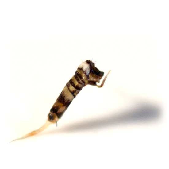 File:Praying Springtail or Collembola (entomobrya atrocincta) (12062937075).jpg
