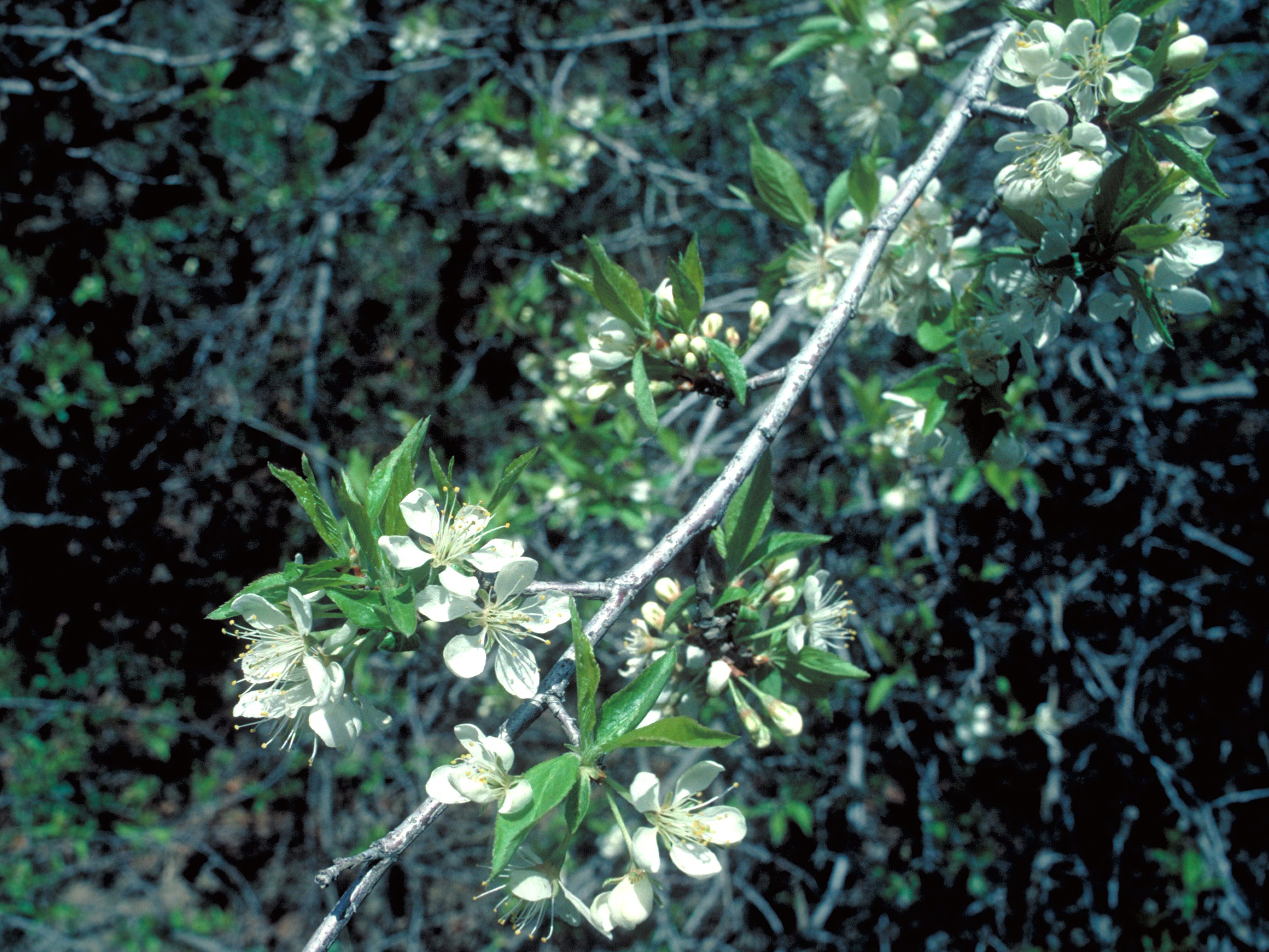 El Cerezo en Flor - Wikipedia, la enciclopedia libre