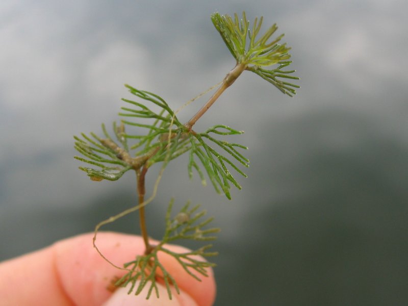 File:Ranunculus circinatus.jpeg