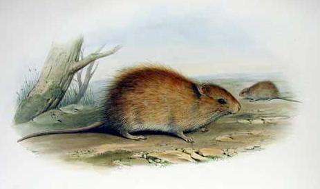 The average adult weight of a Australian swamp rat is 106 grams (0.23 lbs)