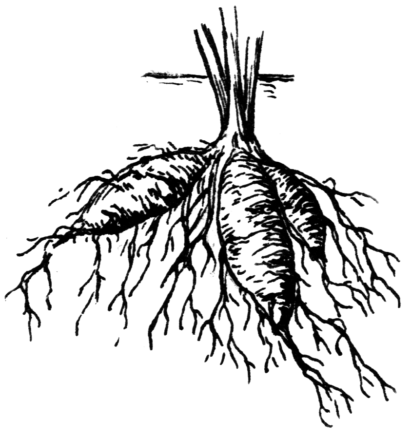 Root filed