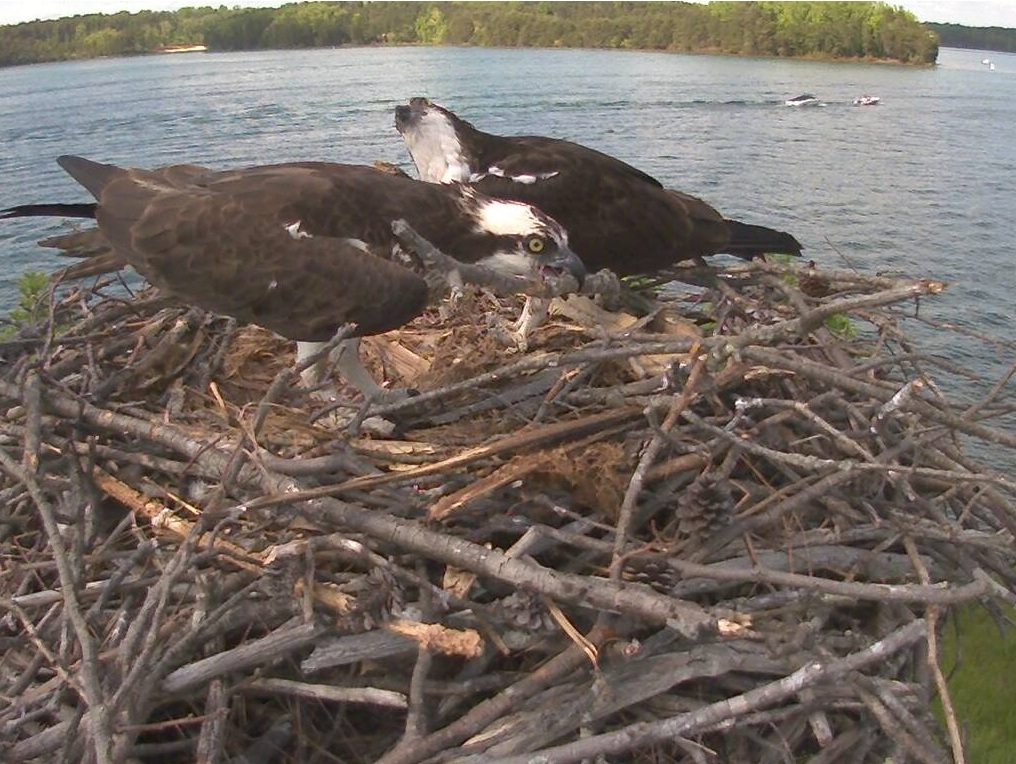 SM Osprey nest 2015-05-09 Renovations to the nest (17522972073).jpg VSP SM Osprey nest at Smith Mountain Lake State Park, Virginia, USA.