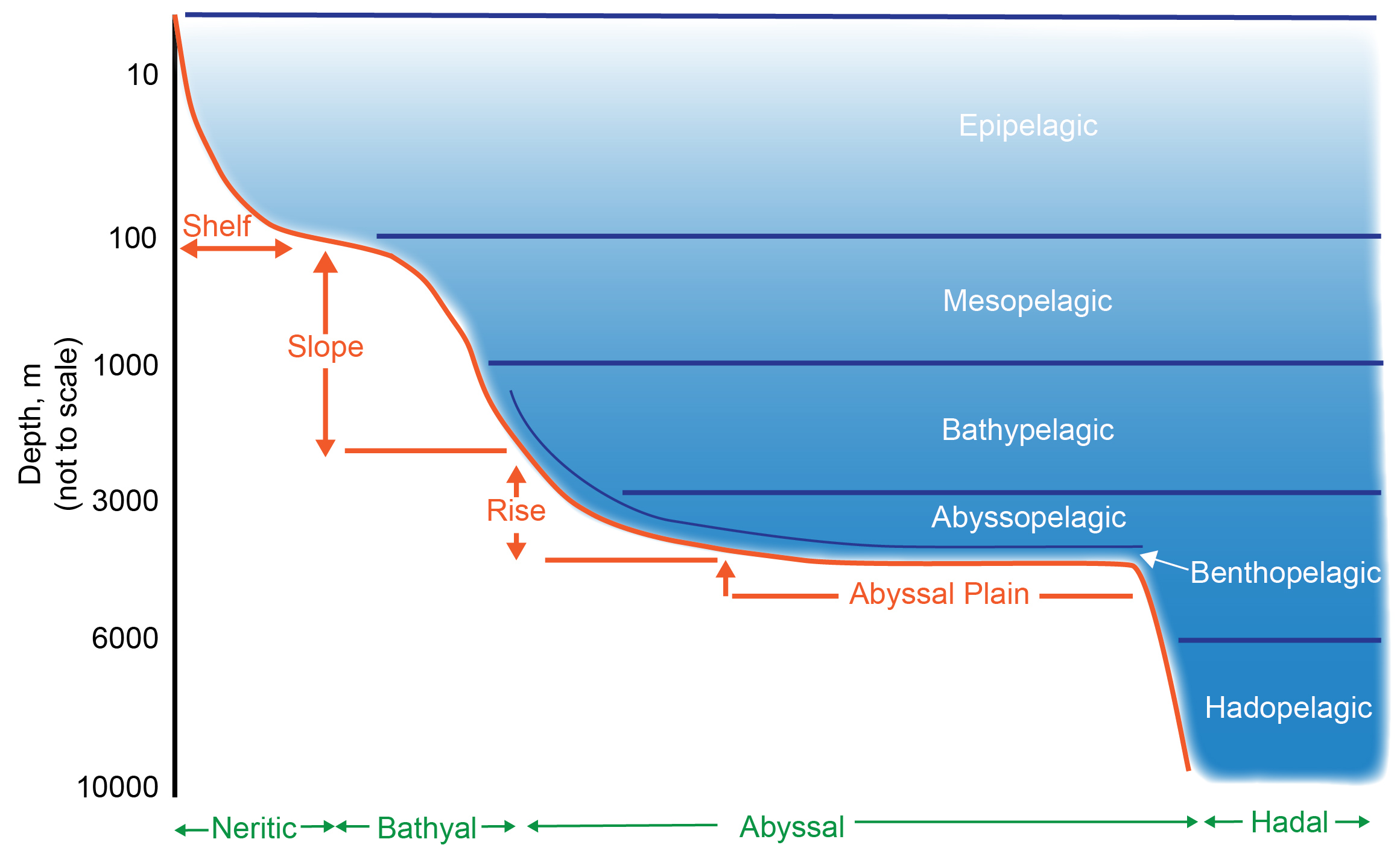 Schematic Representation Of Pelagic And Benthic Zones 