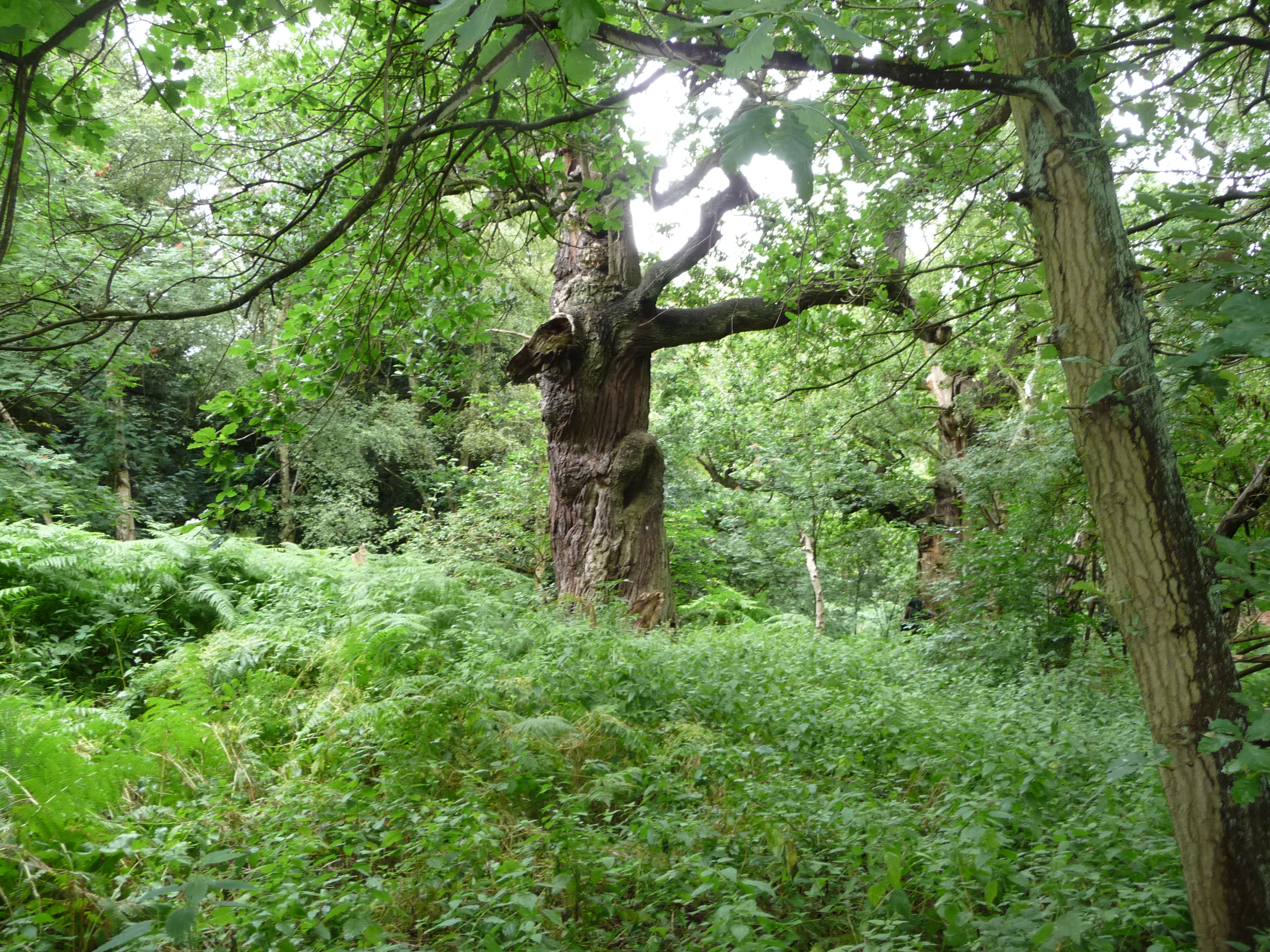 Шервудский лес в Англии