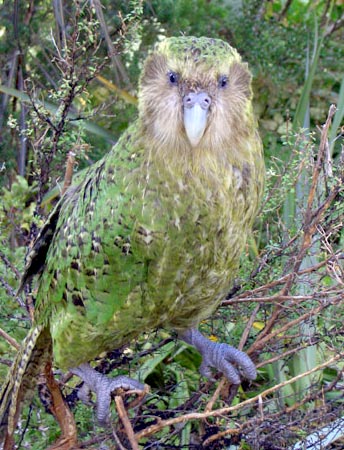 Download Kakapo Pics