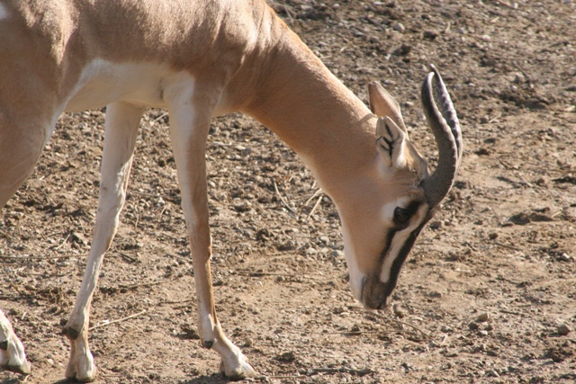 File:Soemmerring's Gazelle, St. Louis Zoo.jpg