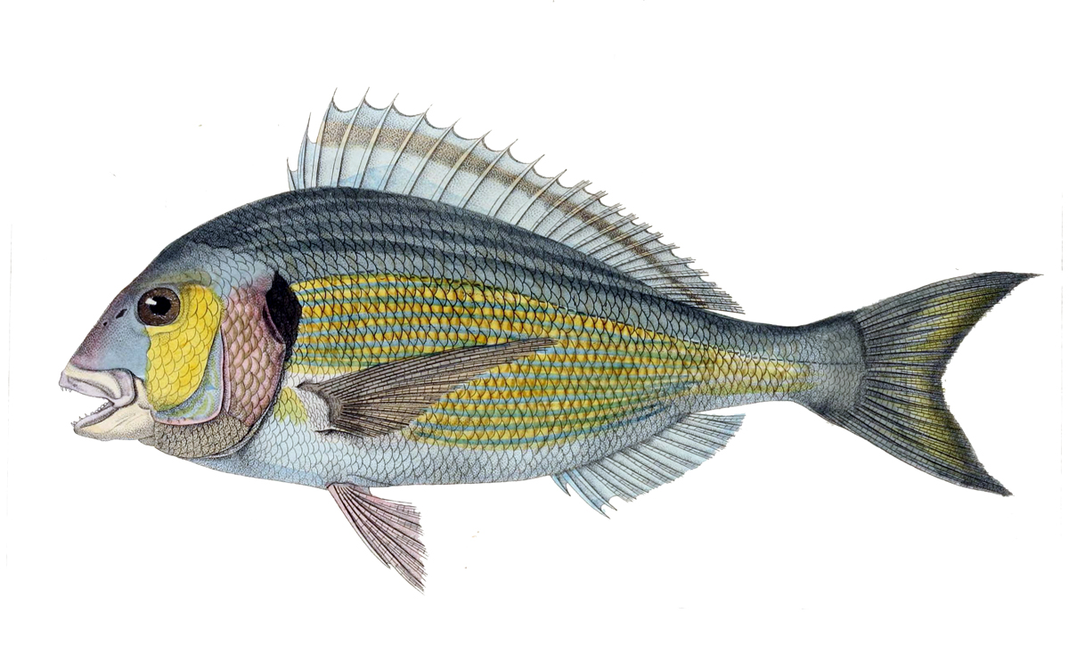 Gilt-head bream - Wikipedia