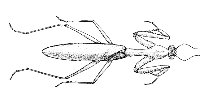 File:Stagmomantis carolina usda hor.png