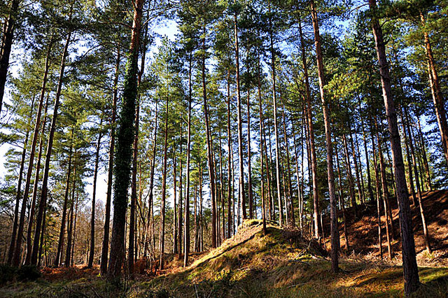 File:Strange mound in the woods - geograph.org.uk - 1200161.jpg