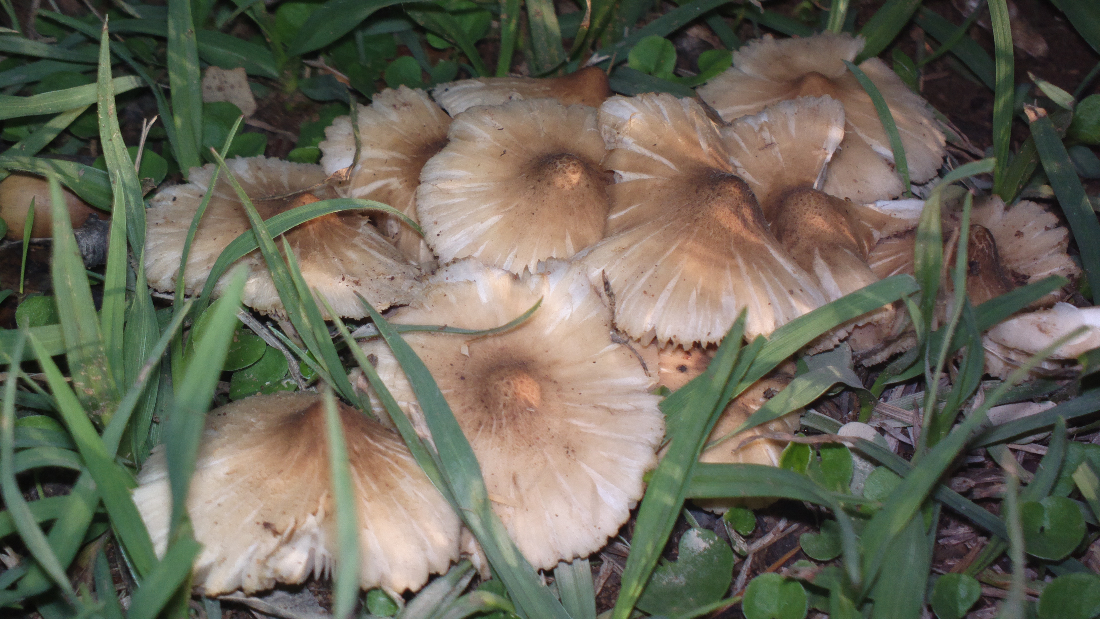 Termitomyces clypeatus  Descriptions of Fungi and Bacteria