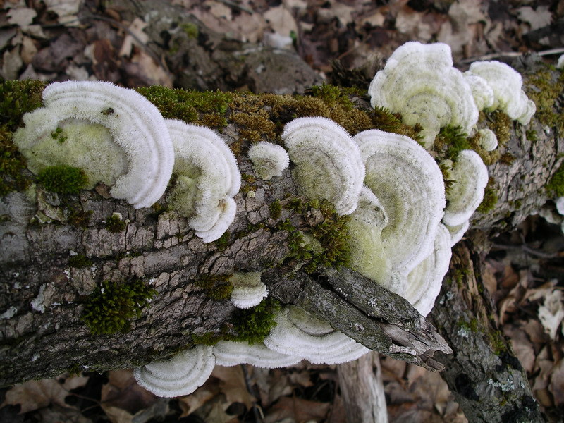 File:Trametes hirsuta.jpg