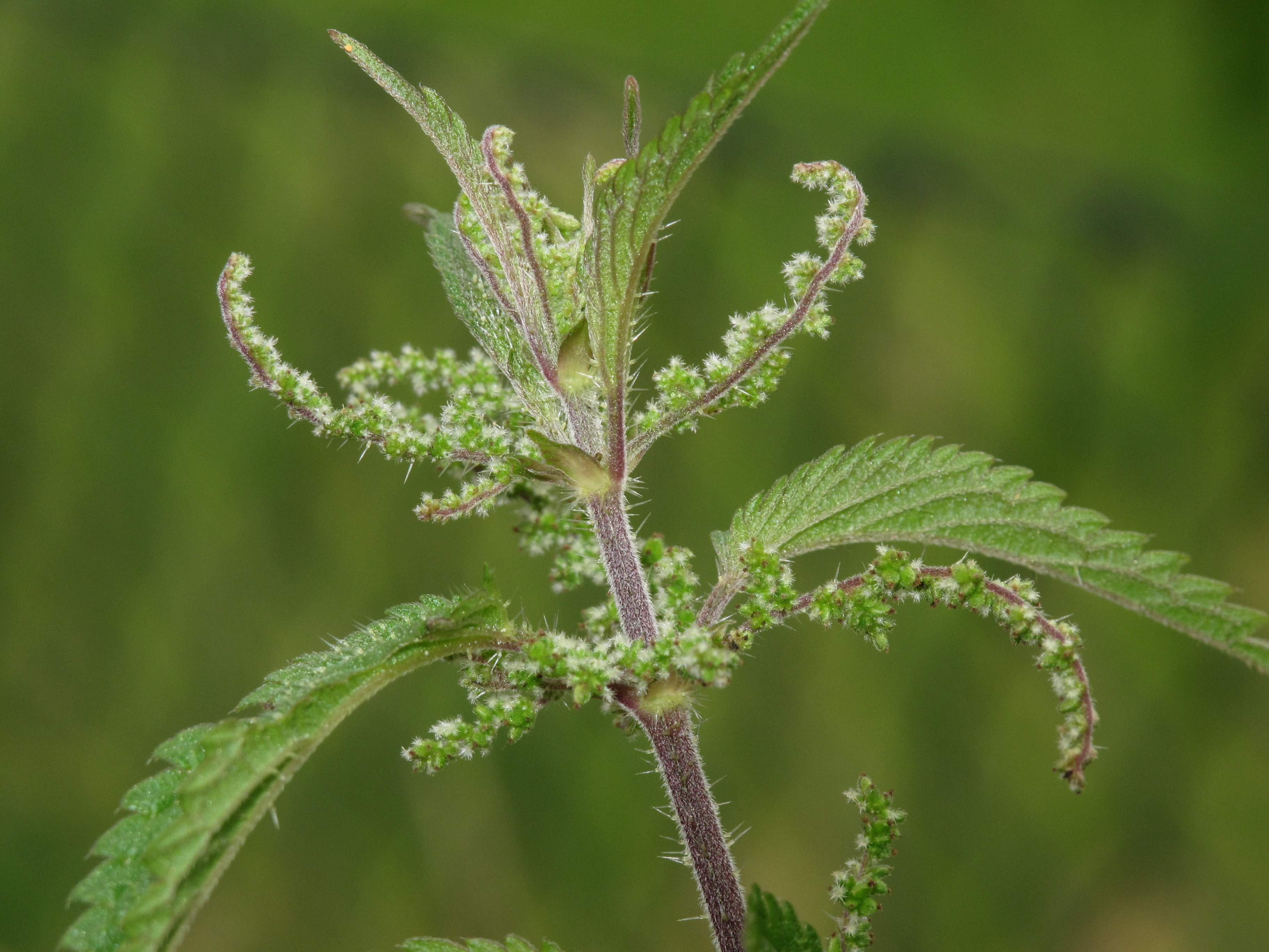 Стебель и листья крапивы. Крапива (Urtica dioica). Стебель крапивы двудомной. Соцветие крапивы. Уртика диоика.