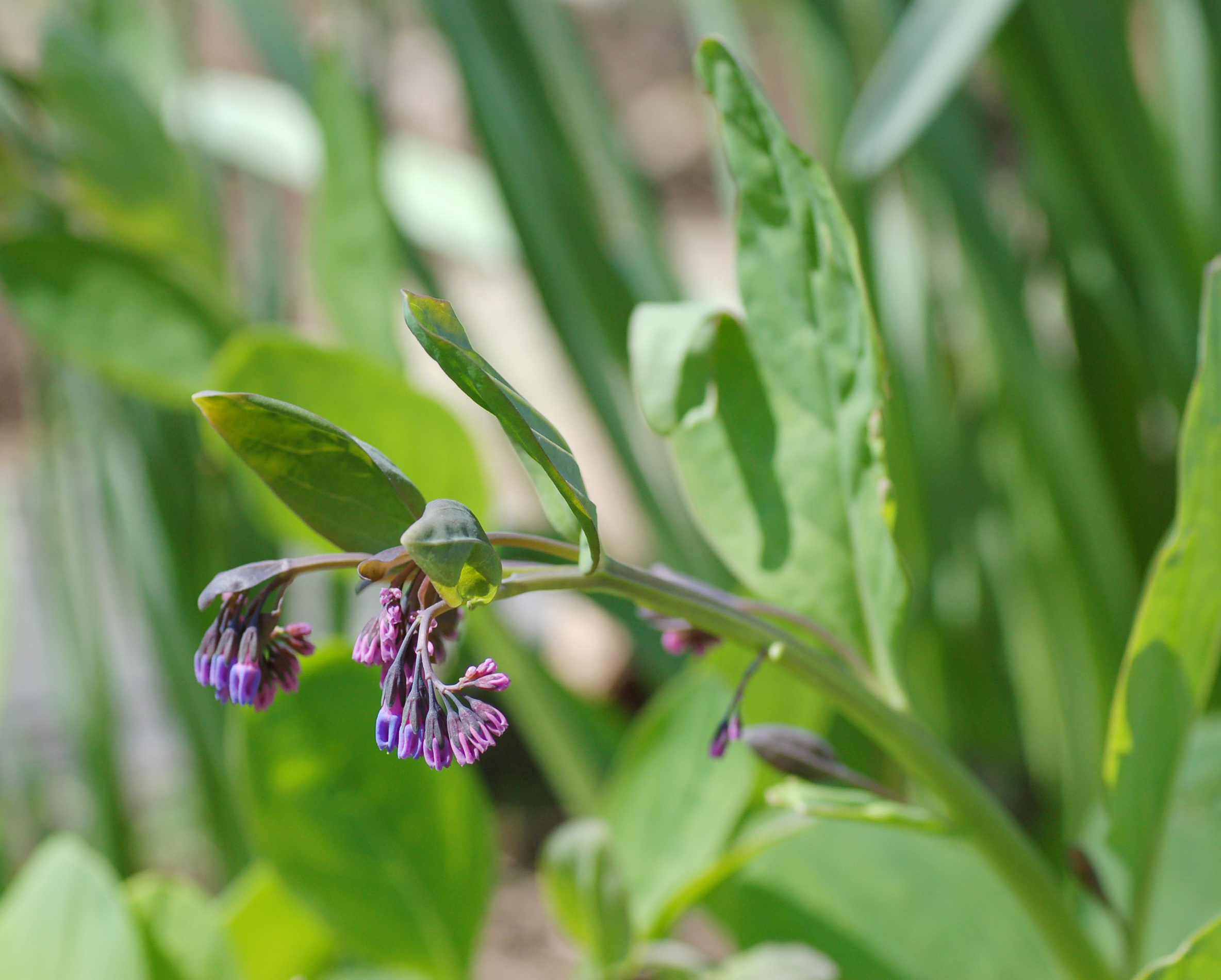 Virginia Bluebell Mertensia virginica Unopened 2368px.jpg