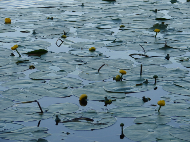 File:Water Lilies - geograph.org.uk - 423763.jpg