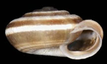 Zarateana arganica