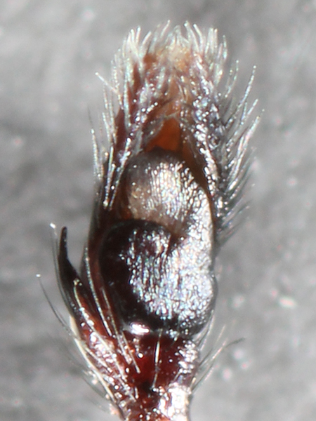 File:Zygoballus rufipes pedipalp 01.jpg