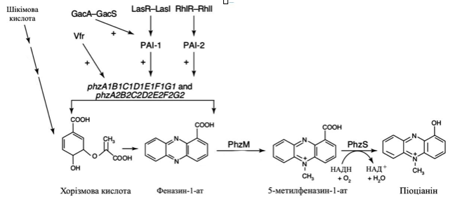 Схема біосинтезу піоціаніну