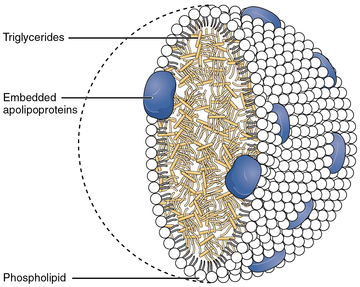 Chylomicron Wikipedia