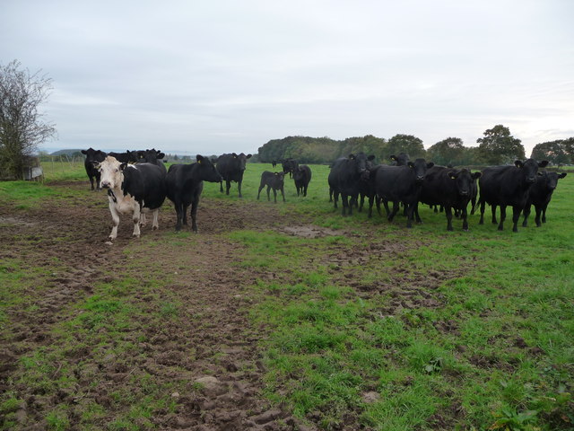 File:Agitated cows - geograph.org.uk - 3190803.jpg