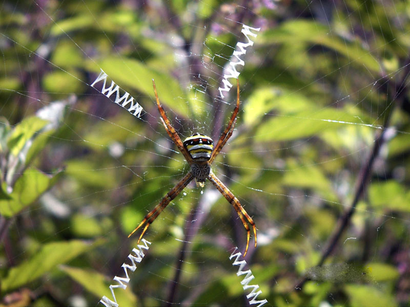 File:Argiope anasuja spider.jpg - Wikipedia