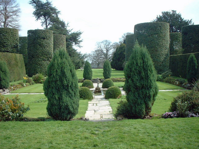 Arley Hall Ilex