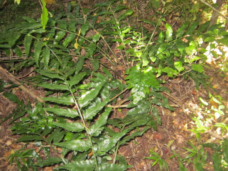 File:Asplenium flexuosum.jpg