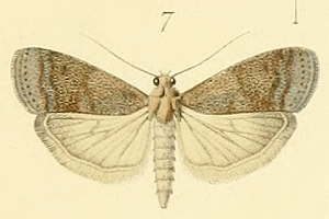 <i>Assara conicolella</i> species of insect