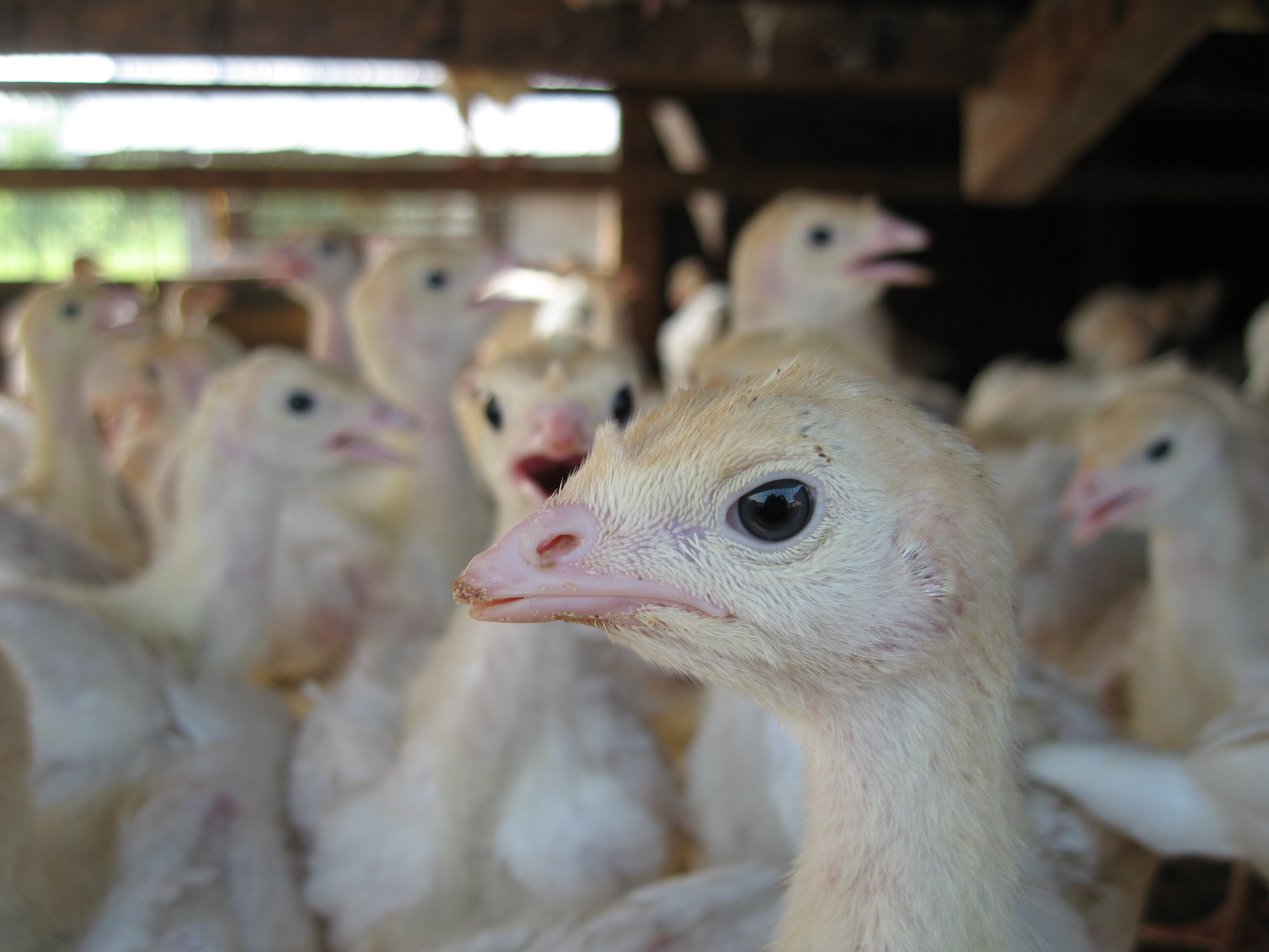 File:Baby Turkeys.jpg - Wikimedia Commons