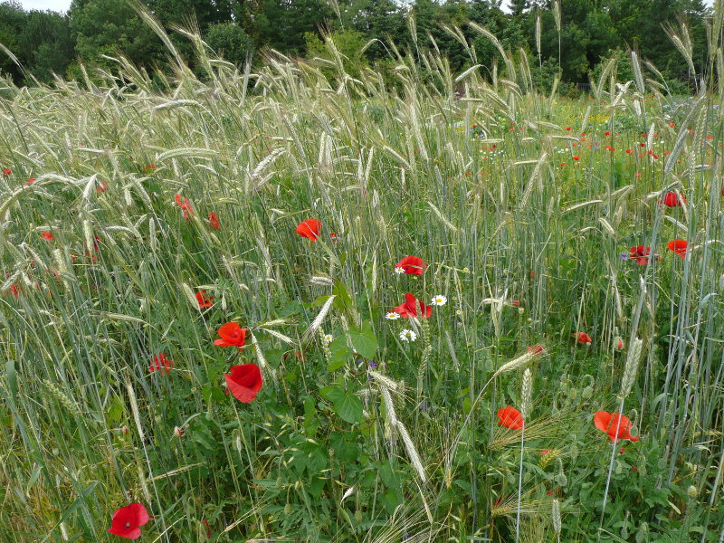 File:BotGartenBthUnkraut093.JPG