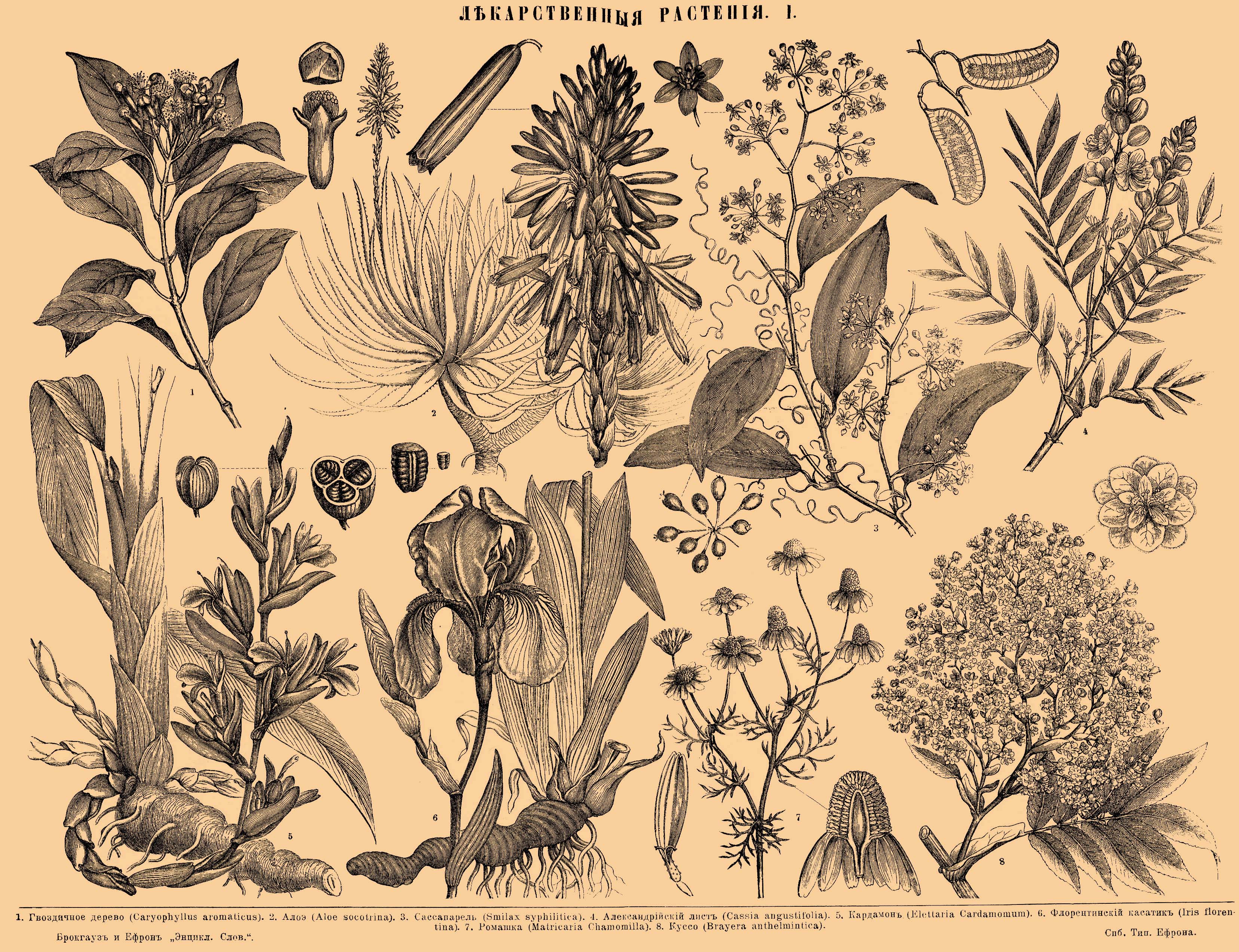 Начинающая ботаника. Ботанический атлас Моррис. Ботанический атлас 18 век. Можжевельник Ботанический атлас. Ботанический атлас гравюра.